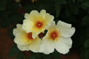 GOLDEN WINGS (floribunda)
